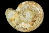 Fossil Ammonite (Lithacoceras) - Germany #104578-1
